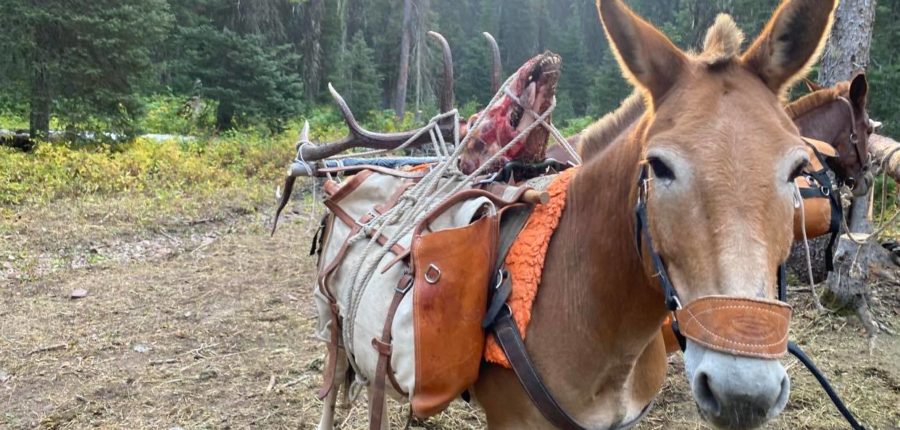 Montana Guided Elk Hunting