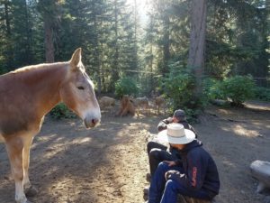 Mule, guides, and deer in the corral