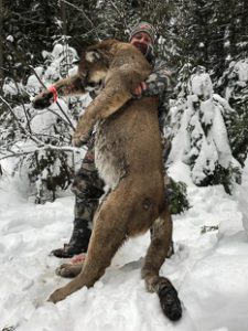 Mountain Lion hunt 2016