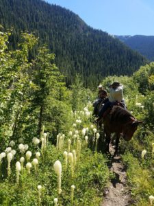Enjoying the bear grass on our way to Upper Camp.