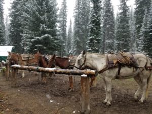 Mules at the hitching rail with snow