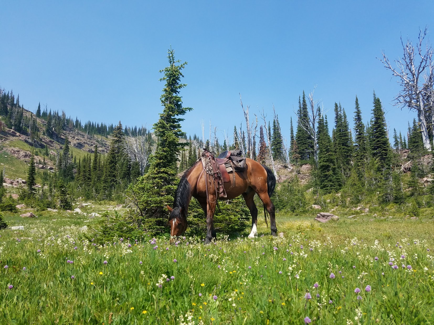 Luke grazing at Upper Twin