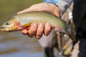 Fishing Montana's westslope cutthroat trout in the Bob Marshall Wilderness