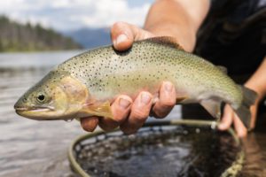 Montana fly fishing trips
