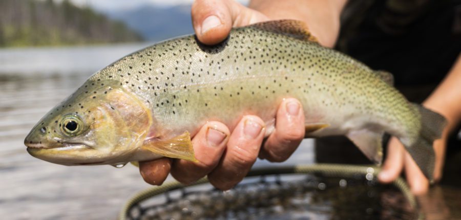 Guided Montana Fishing Trips