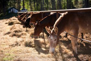 horses and mules grazing