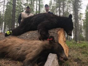 best bear hunting trips