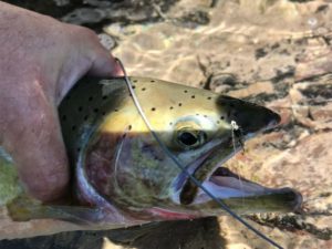 Fly fishing