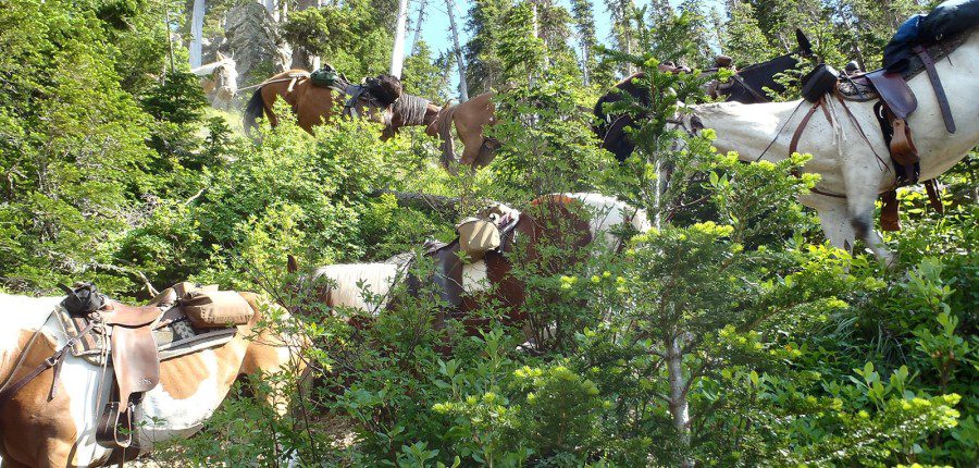 pack horse trips montana