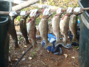 Catch of the Day - Swan Mountain Outfitters