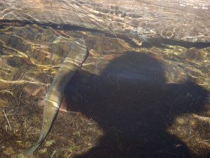 Cowboy Fishing - Swan Mountain Outfitters