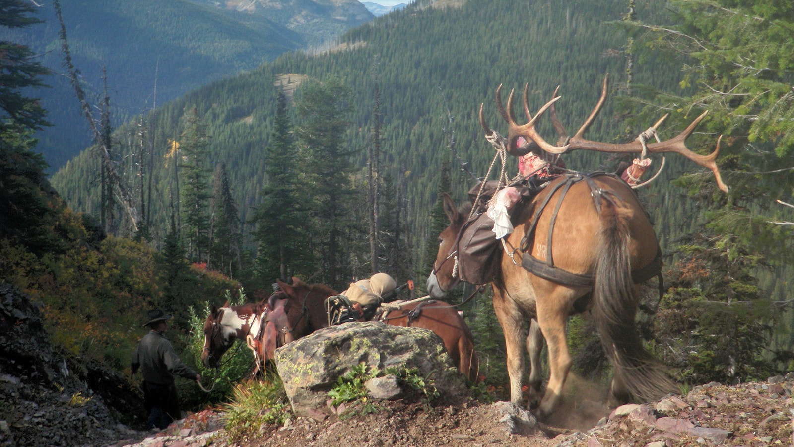 guided elk hunting trips in montana