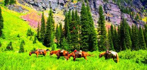 Horses grazing at palisades - Swan Mountain Outfitters