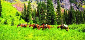 Horses grazing at palisades - Swan Mountain Outfitters