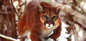 Mountain Lion Ready to Pounce - Swan Mountain Outfitters